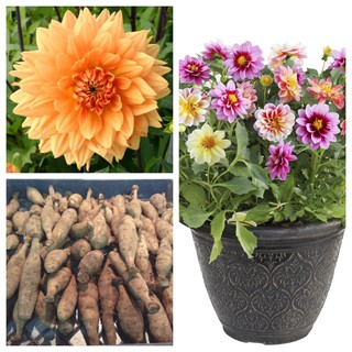 รักเร่ Dahlia สายพันธุ์ Noordwijks Glorie นำเข้าจากเนเธอร์แลน หัวสดใหม่ 1 หัว/ออเดอร์