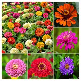 ถูก ใหม่ สายพันธุ์เมล็ดพันธุ์ ดอกบานชื่นคละสี 200 เมล็ด Mixed Zinnia Flower Seed เมล็ดพันธุ์แท้ ดอกบานชื่นซ้อน เมล็ดบ W5