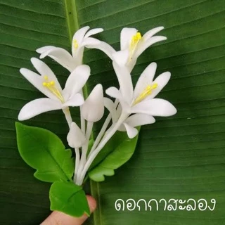 ต้นปีบ ต้นกาสะลอง เพาะเมล็ด สูง 10เซนขึ้นไป ‼️หากเสียหายเครมฟรี ไม่มีค่าใช้จ่าย‼️