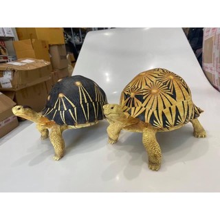 Radiated tortoise โมเดลเรซิ่น เต่าราเดียตา ขนาดใหญ่