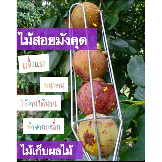 กดสั่งผ่านวิดีโอลดอีก 30%  ที่เก็บมังคุด ไม้สอยมังคุด ไม้เก็บผลไม้🌳มีแบบ 3 เส้น และ 4 เส้น