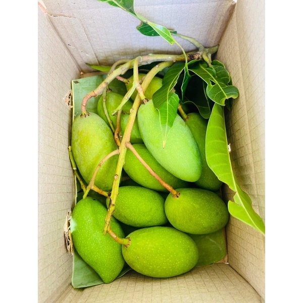 มะม่วงพิมเสนเบา (1 กิโลกรัม)