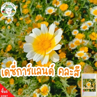 เมล็ดพันธุ์ เดซี่ การ์แลนด์ คละสี (ตังโอ๋) Garland Daisy 200 เมล็ด เมล็ดพันธุ์แท้100% นำจากต่างประเทศ ปลูกดอกไม้ ราคาถูก