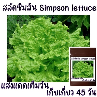 100 เมล็ด เมล็ดพันธุ์สลัดซิมสัน Simpson Lettuce สลัดซิมสัน