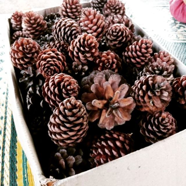 ลูกสนแห้ง พร้อมส่ง พร๊อบถ่ายรูป แต่งสถานที่ ลับฟันสัตว์