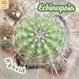 [อิชินอปอัศวิน] Echinopsis Hybrid  ส่งพร้อมกระถาง แคคตัส Cactus Succulent Haworthia Euphorbia ไม้หายาก พืชอวบน้ำ ไม้หนาม