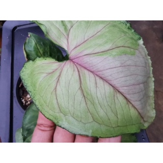 Syngonium T24 ต้นไม้ฟอกอากาศ