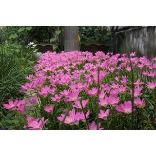 🌸บัวดินRosea 🌷โรเซีย 🌷บัวดินสี(ชมพู)🌷