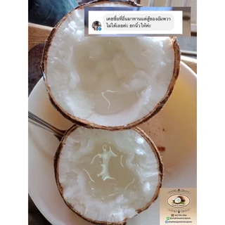 ✅ พร้อมส่ง❗️ราคาดีที่สุด ถูกมาก❗️มะพร้าวกะทิลูก🌴 มะพร้าวกะทิ มะพร้าวกะทิเนื้อฟู มะพร้าวกะทิน้ำข้น มะพร้าวกะทิพร้อมทาน