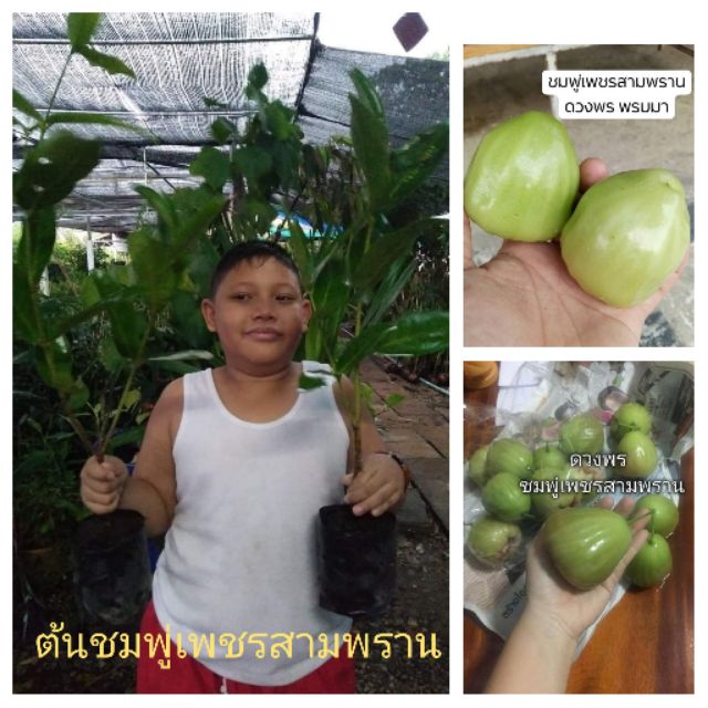 💁#ต้นชมพู่เพชรสามพราน (10แถม1)