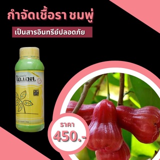 ชมพู่ ผลเน่า กำจัดโรคชมพู่ จากเชื้อราต่างๆ ปลอดสารพิษ ไอเอส …