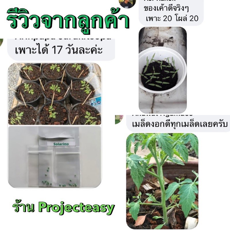 เมล็ดพันธุ์มะเขือเทศ โซลาริโน่ Solarino จำนวน 10 เมล็ด ทานสด เมล็ดของแท้ - รูปที่ 4