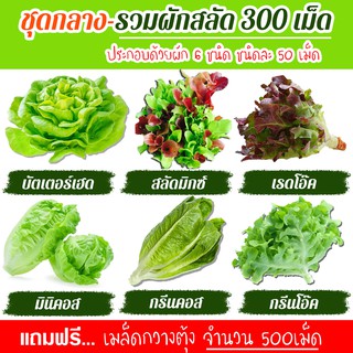 เมล็ดพันธุ์ผักสลัด 6ชนิด รวม 300เมล็ด อัตราการงอก95% (แถมฟรี เมล็ดกวางตุ้ง500เมล็ด)