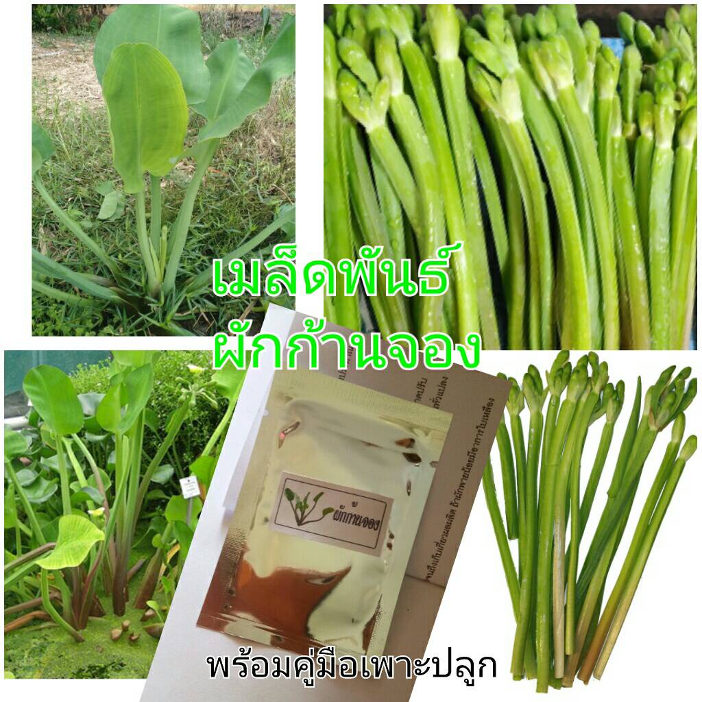 เมล็ดผักก้านจองผักพายใหญ่พร้อมคู่มือเพาะซอง1000เมล็ด60บาท
