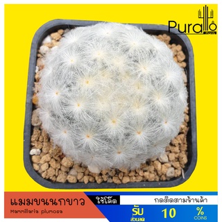 ต้นกระบองเพชร แคคตัส แมมขนนกขาว ขนปุยขาวสวย ดอกขาว Mammillaria plumosa #cactus #แคคตัส #สีขาว