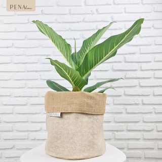 Pena Home : PLANT POT COVER กระถางต้นไม้ สีพื้นครีม รุ่น 7PAS0004-7PAXL0004