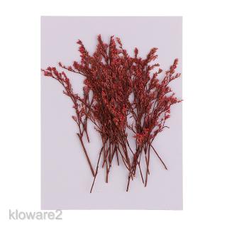 20 x ดอกไม้แห้งสีแดง limonium สําหรับตกแต่ง 6-10 ซม.