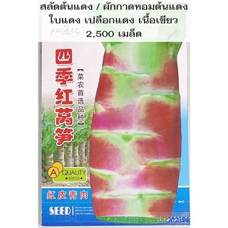 เมล็ด สลัดต้นแดง  / ผักกาดหอมต้นแดง (ใบแดง เปลือกแดง เนื้อเขียว) celtuce 2,500 เมล็ด โอซุ่น