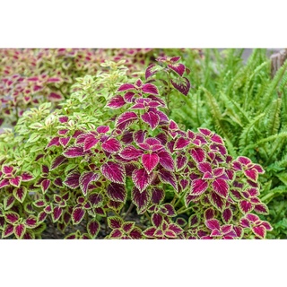 50 เมล็ด เมล็ดพันธุ์ ฤาษีผสม Coleus Seeds