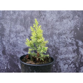 สนซูกิ Japanese red cedar