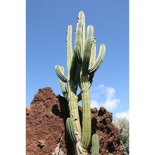 Pachycereus pecten aboriginum (10 seeds)