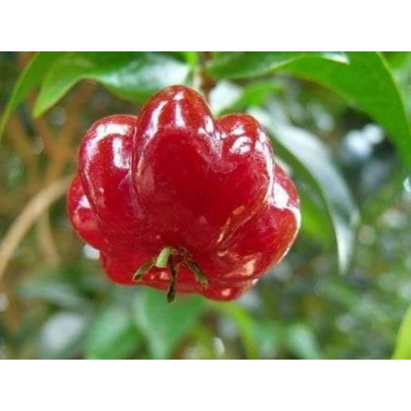 ต้นพันธุ์มะยมแดง เพาะเมล็ด มีรากแก้ว โตไว ต้นแข็งแรงพร้อมปลูก - รูปที่ 2