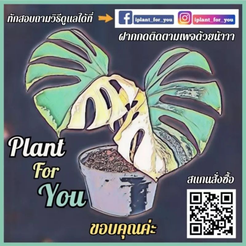 🌲🌲 ต้นมอนสเตอร่า Monsteraชุดใหญ่ 2ต้น 2กอ พร้อมกระถาง12