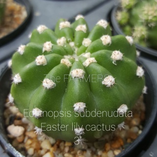 Easter Lily Cactus กระถางไซส์เล็ก