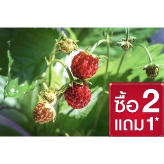 สตรอเบอร์รี่ป่า (กล้าละ 50.-) 🪴🍓 (Snake Strawbery) (แยกกอ/ขนาดลำต้นตามภาพ)โปร✅ซื้อ 2 แถม1✅ ต้อนรับหน้าฝน☔️