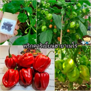 พริกฮาบาเนโร่ คาริเบี้ยน(เมล็ด🌶) - Caribiean Habanero Pepper