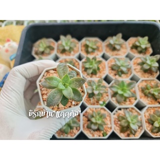 กุหลาบหิน ไม้ใบอวบ succulents ไม้อวบน้ำ กุหลาบหินเลี้ยงง่าย สินค้าพร้อมส่ง