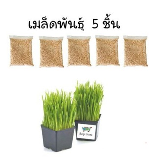 📦แพ็คของทุกวัน📦 ข้าวสาลี 5 ชิ้น (ขนาดถุงละ12กรัม) เกรดนำเข้าออสเตรเลีย