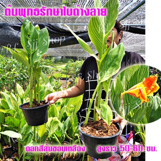 1 กระถาง ต้นพุทธรักษาใบด่างลาย ดอกสีส้มขอบเหลือง ทางร้านจัดส่งพร้อมกระถาง