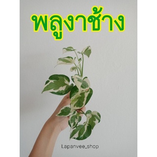 พลูงาช้าง ไม้ฟอกอากาศ (ขายเป็นกิ่ง) (มีเก็บปลายทาง)