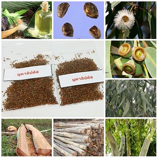 ขายถูก 100 ้เมล็ด เมล็ดพันธุ์ยูคาลิปตัส Eucalyptus น้ำมันยูคาลิปตัส ต้นกระดาษ พรรณไม้บำบัดโรค สมุนไพร น้ำมันเขียว