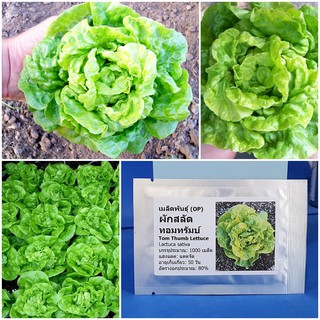 เมล็ดพันธุ์ ผักสลัด ทอมทรัมบ์ (Tom Thumb Lettuce Seed) บรรจุ 1000 เมล็ด คุณภาพดี ราคาถูก ของแท้ 100%