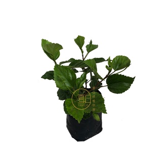 TIDECO -  Hibiscus/Bunga Raya Hawaii Putih อำนาจดอกไม้ - สีขาว (Bare Root Plants / Tanaman Akar Bare) Direct Sun / Pokok