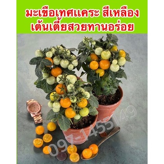 เมล็ดมะเขือเทศแคระสีเหลืองมะเขือเทศพุ่ม Dwarf Potted Tomato Original ***ศึกษาวิธีการเพาะได้ในรายละเอียดสินค้า**