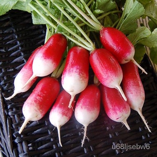 （มีของแจก）แรดิชเบรคฟาส (เมล็ด) French Breakfast Radish Seed T2TE