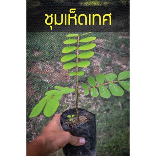 ต้นชุมเห็ดเทศ แค่ใบก็ถ่ายระบายท้อง รากเดินพร้อมปลูก