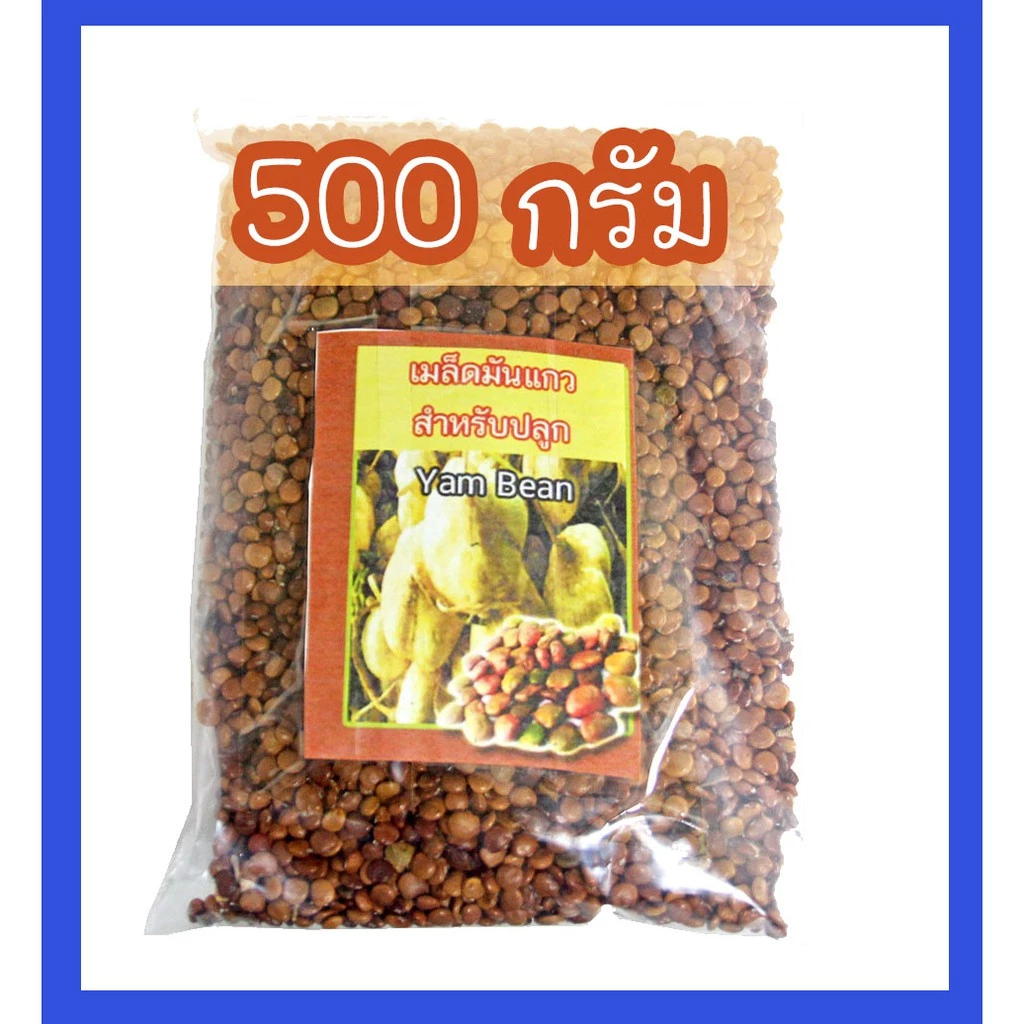 เมล็ดมันแกว มันแกว เมล็ดพันธุ์มันแกว มันเพา พันธุ์ไทยแท้ พันธุ์เบา บรบือ