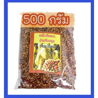 เมล็ดมันแกว มันแกว เมล็ดพันธุ์มันแกว มันเพา พันธุ์ไทยแท้ พันธุ์เบา บรบือ