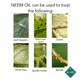 Neem Oil (Ready to use) Refill 1000ml & 500ml / Organic pesticide and Fungicide