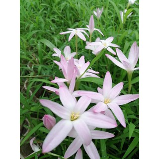 บัวดินเฟริสเลิฟ สีขาวอมชมพู จำนวน 50​  หัว