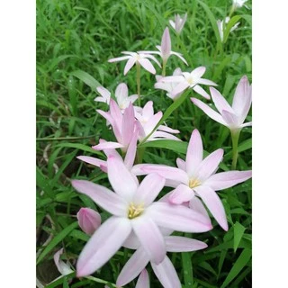 บัวดินเฟริสเลิฟ สีขาวอมชมพู จำนวน 50​ หัว