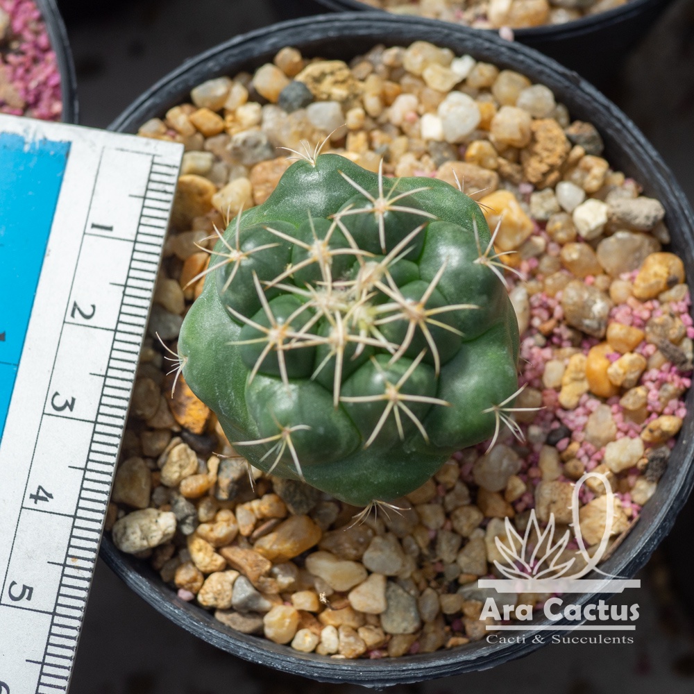 สวนขายเอง! กระบองเพชรช้าง Coryphantha elephantidens ไซส์กระถาง 2 นิ้ว แคคตัส ต้นไม้ประดับ อวบน้ำ แคนตัส ตะบองเพชร ราคา ถูกที่สุด ดีลบีเคเค แกลเลอรีภาพที่ 3