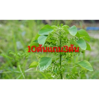 🐈ตำแยแมว😻 ⭐️10แถม3⭐️ทานราก🌱 ล้างราก🌿😉สั่งขั้นต่ำ5 ต้น ⭐️ของโปรดน้องแมว🐈ประโยชน์มากมาย🐈ทาสแมวไม่ควรพลาด😻ราคาถูกสุด💸