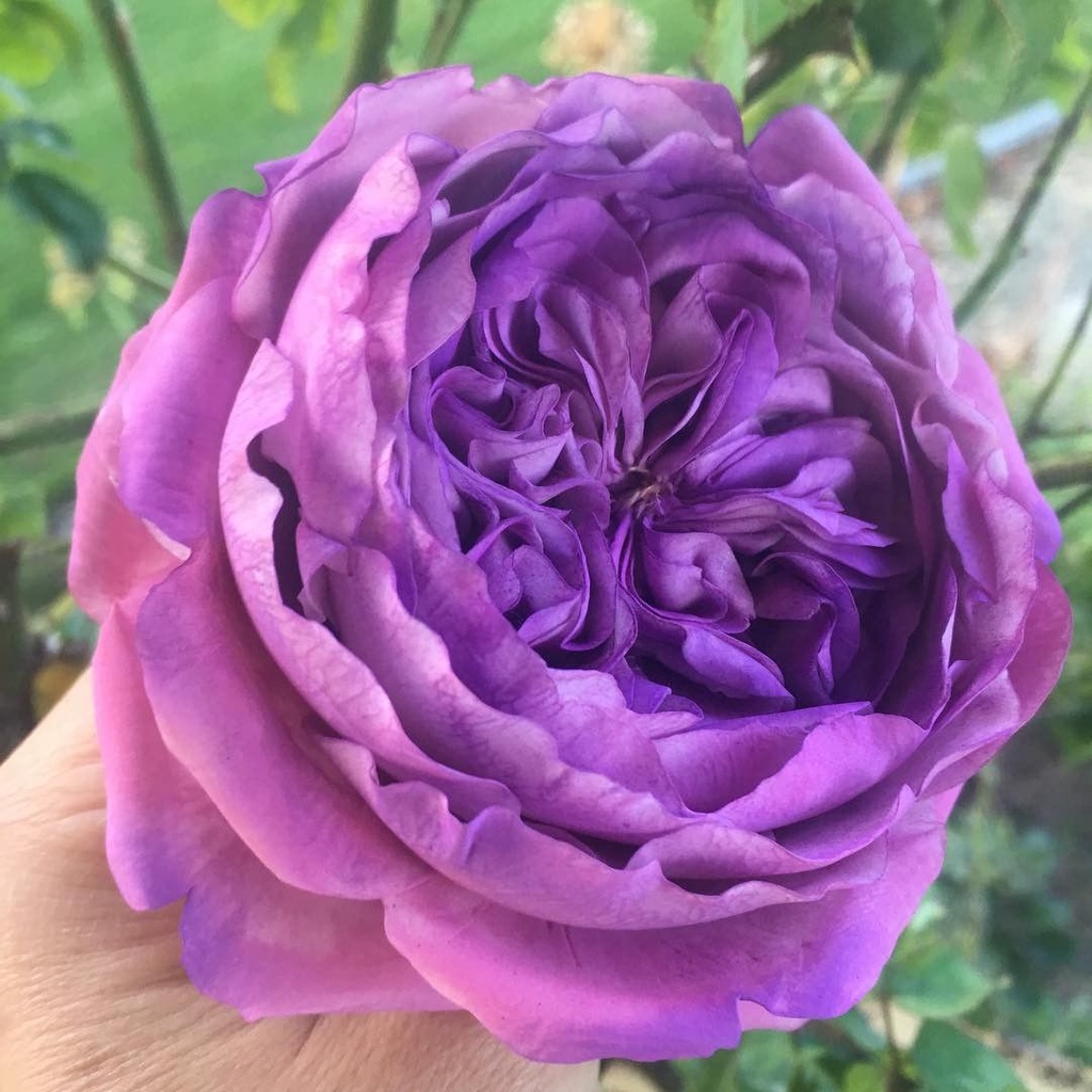 20 เมล็ด เมล็ดกุหลาบ อังกฤษ พันธุ์เลื้อย สีม่วง Rosa Rose seeds