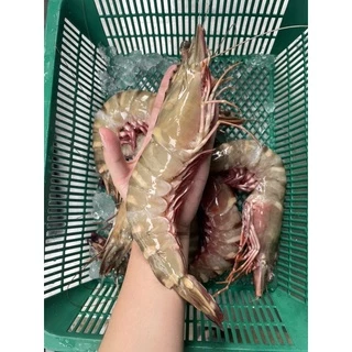 กุ้งลายเสือ จัมโบ้ ถูกที่สุด ยอดขายกว่า 2500โล สดไม่ฟรีซจากเรือโดยตรง รีวิวเพียบ ไม่ผิดหวังแน่นอน