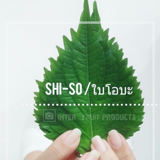 ใบชิโสะ / ใบโอบะ (100ใบ/แพค) SHISO LEAVES 100pcs/pk